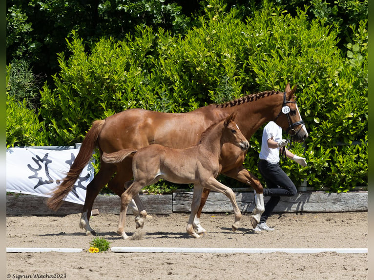 Trakehner Stallion 2 years 16,2 hh Chestnut-Red in Rendsburg