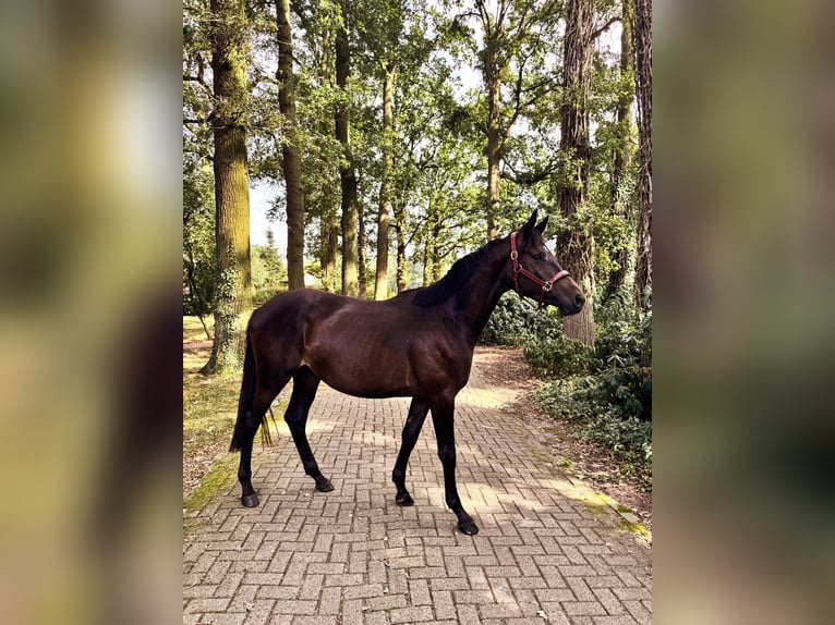 Trakehner Stallion 2 years 16.2 hh Smoky-Black in Freren