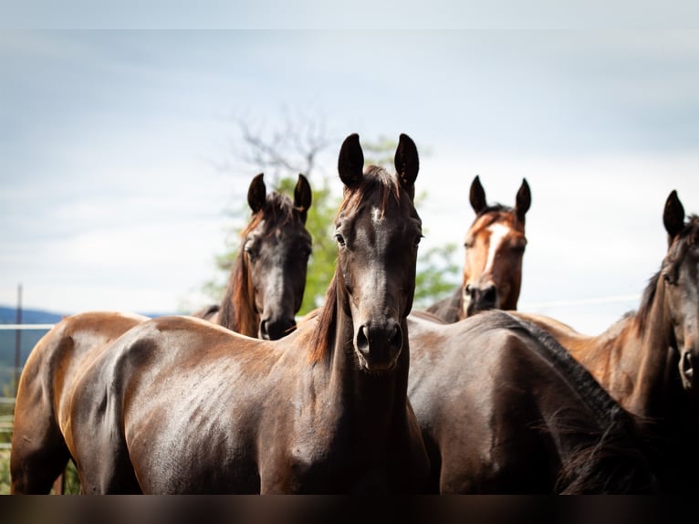 Trakehner Stallion 2 years 16,2 hh Smoky-Black in Aytos