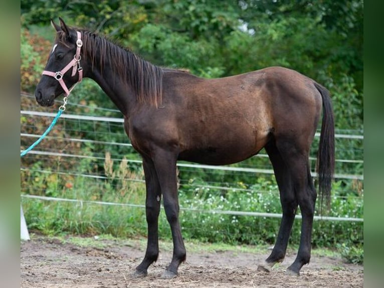 Trakehner Stallion 2 years 16 hh Black in Berlin