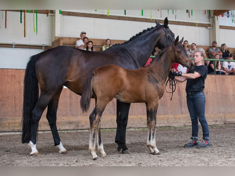 Trakehner Stallion 2 years 16 hh Brown in Hoort