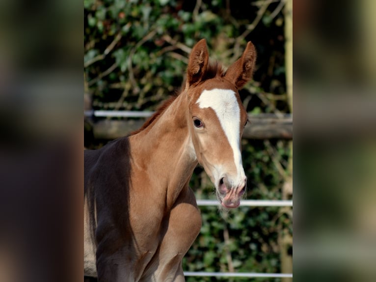Trakehner Stallion 2 years 16 hh Chestnut-Red in Emmerthal