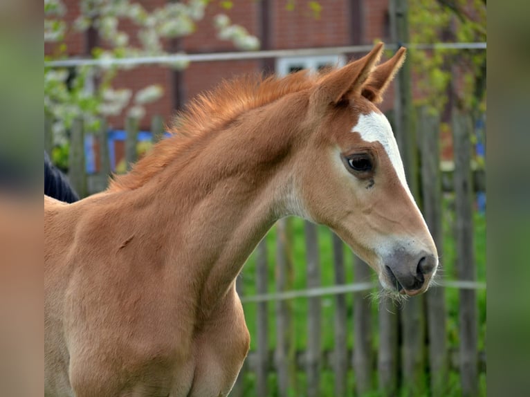 Trakehner Stallion 2 years 16 hh Chestnut-Red in Emmerthal