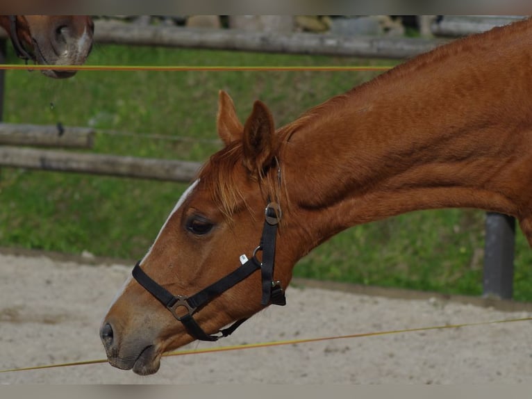 Trakehner Stallion 2 years 16 hh Chestnut-Red in Ruila
