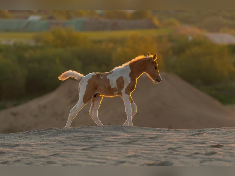 Trakehner Stallion 2 years 16 hh Pinto in L&#xFC;dersdorf