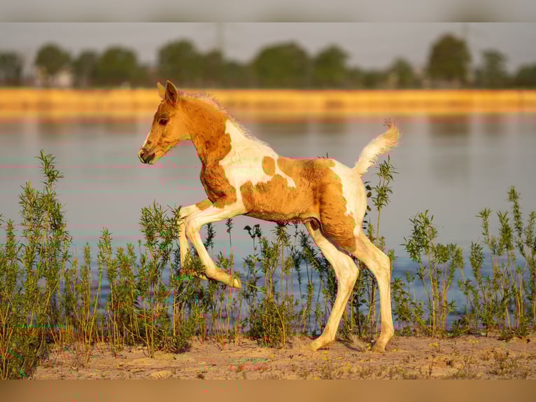 Trakehner Stallion 2 years 16 hh Pinto in L&#xFC;dersdorf
