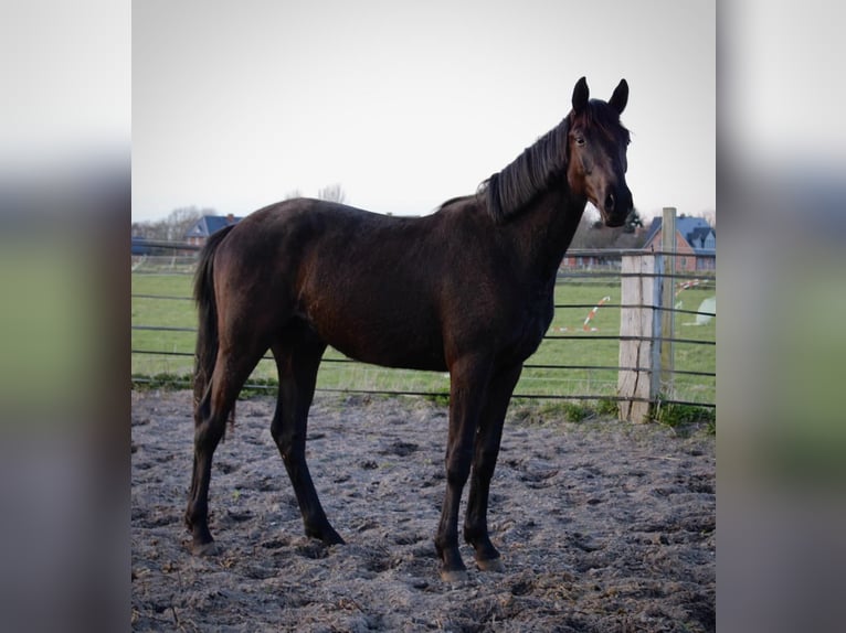 Trakehner Stallion 2 years 16 hh Smoky-Black in Alkersum