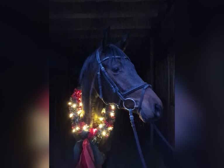 Trakehner Stallion 2 years 16,1 hh Brown in Bosau