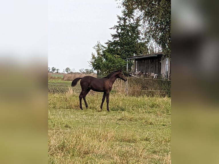 Trakehner Stallion 2 years 16,2 hh in Zerbst