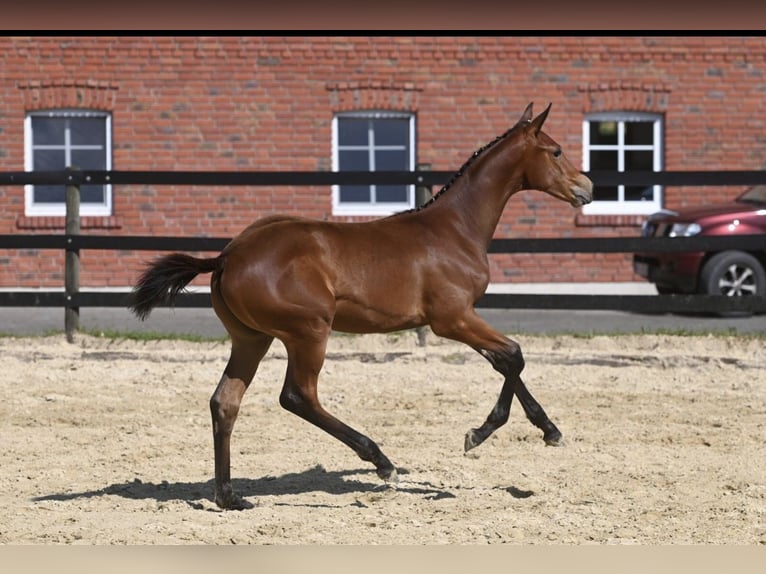 Trakehner Stallion 2 years 16,3 hh Brown in H&#xF6;xter