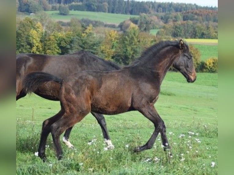Trakehner Stallion 2 years 17 hh Bay-Dark in Adelsried