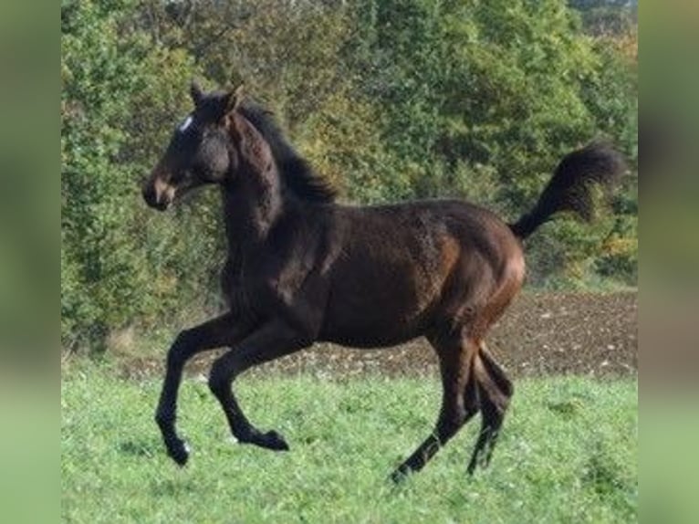 Trakehner Stallion 2 years 17 hh Bay-Dark in Adelsried