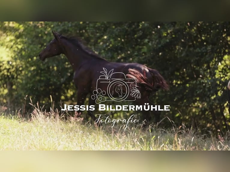 Trakehner Stallion 2 years Bay-Dark in Kulmbach