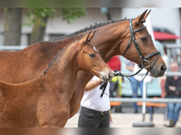 Trakehner Stallion 2 years Brown in Gotha