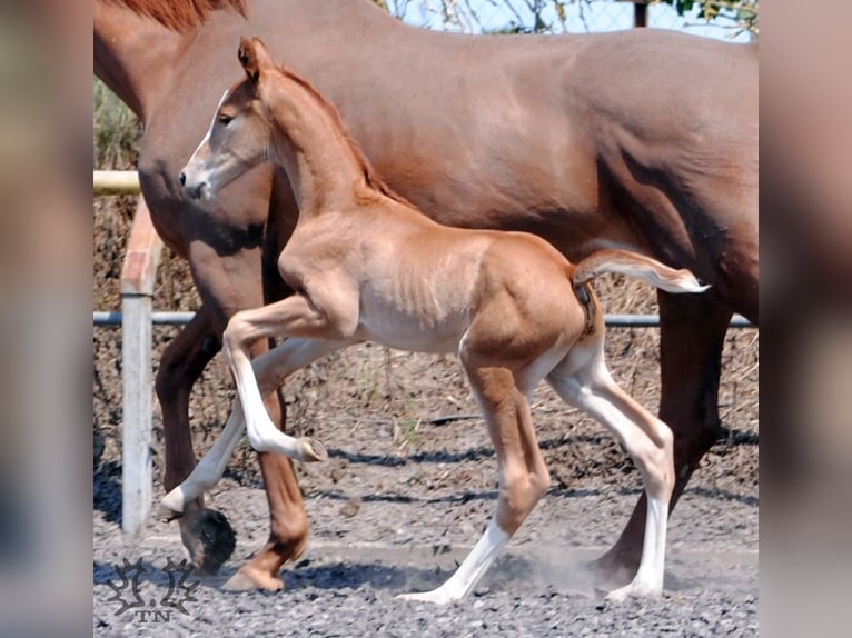 Trakehner Stallion 2 years Chestnut in Crivitz