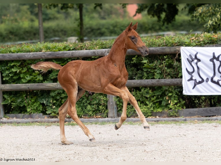 Trakehner Stallion 2 years Chestnut in Zeischa