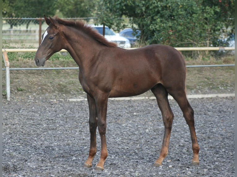 Trakehner Stallion 2 years Chestnut in ZapelCrivitz
