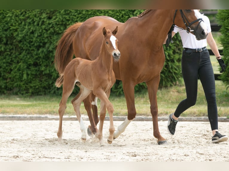 Trakehner Stallion 2 years Chestnut-Red in Fröttstädt