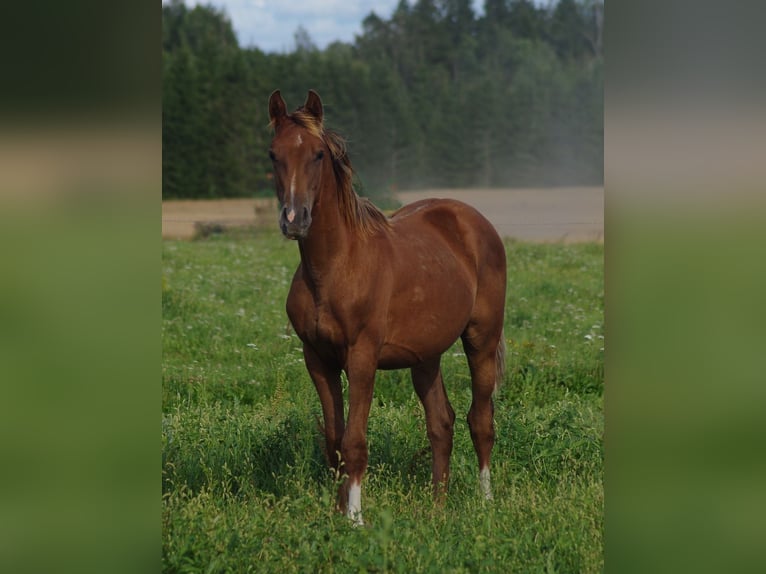 Trakehner Stallion 2 years Chestnut-Red in linn
