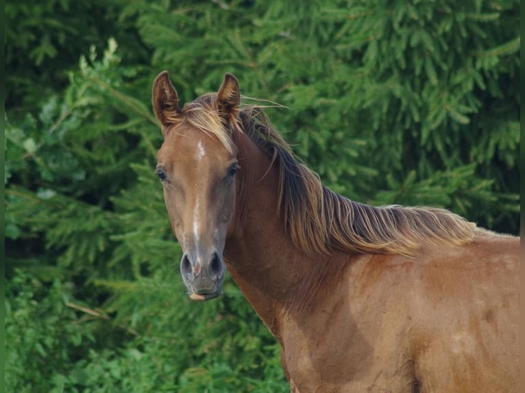 Trakehner Stallion 2 years Chestnut-Red in linn