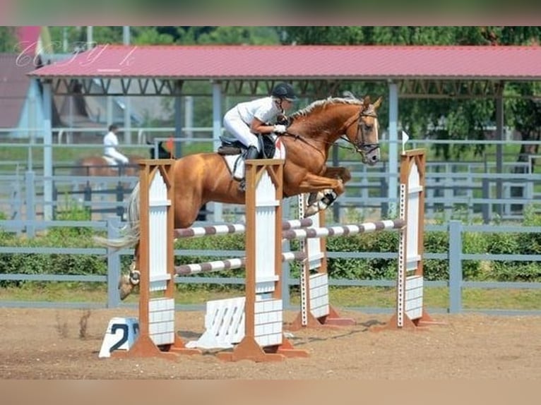 Trakehner Stallion 2 years Chestnut-Red in linn