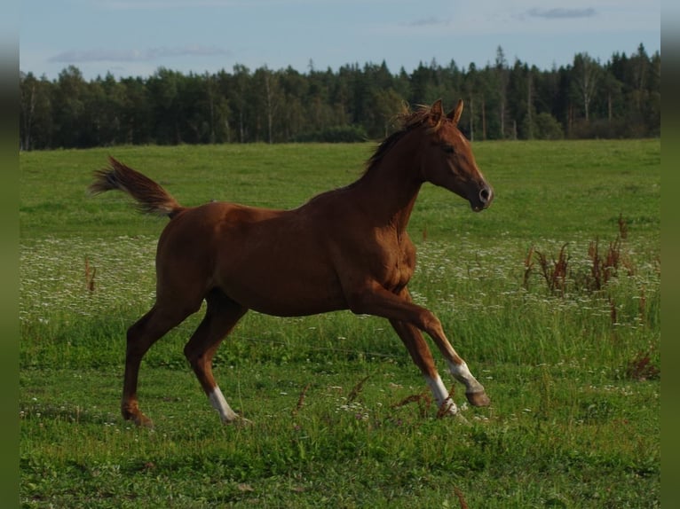 Trakehner Stallion 2 years Chestnut-Red in linn