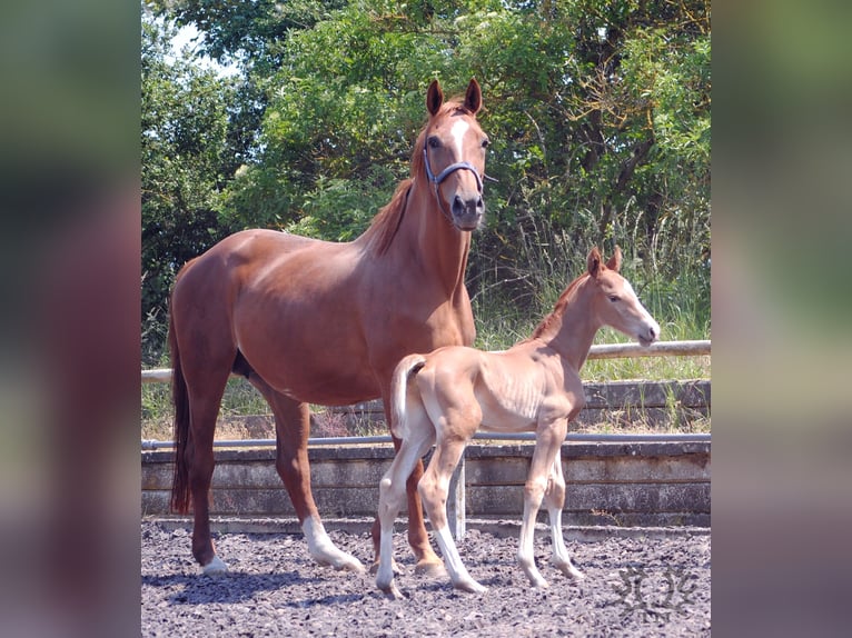 Trakehner Stallion 2 years in Crivitz