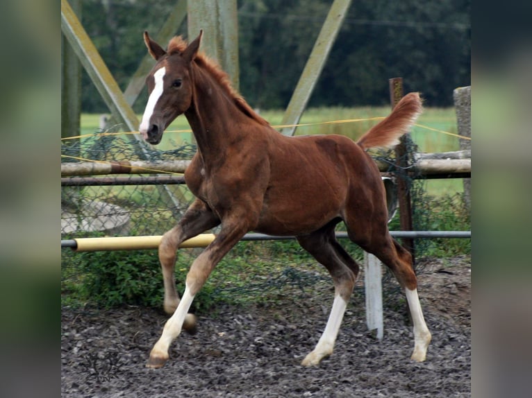 Trakehner Stallion 2 years in Crivitz