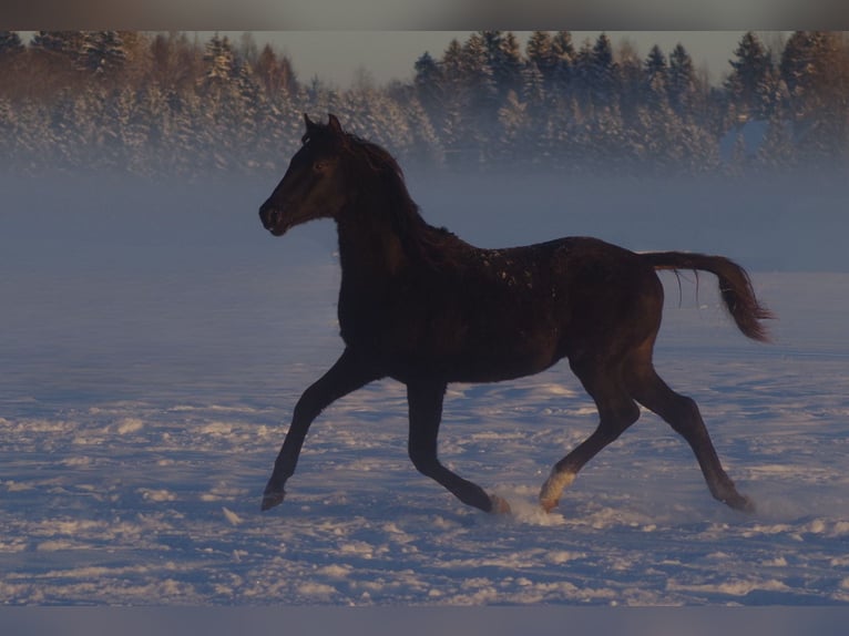 Trakehner Stallion 2 years Palomino in Linn