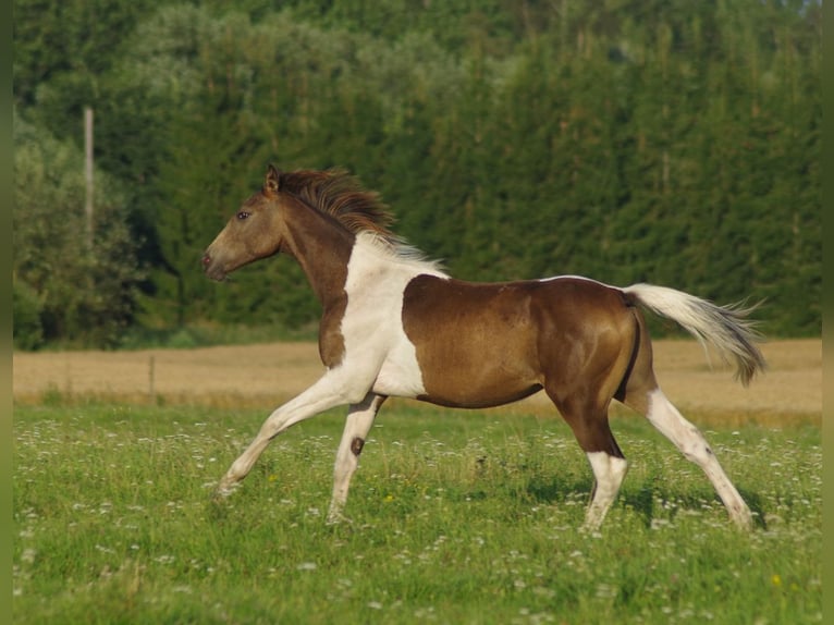Trakehner Stallion 2 years Pinto in Linn