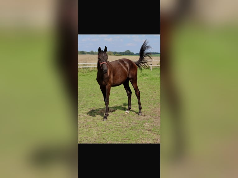 Trakehner Stallion 2 years Smoky-Black in Burow
