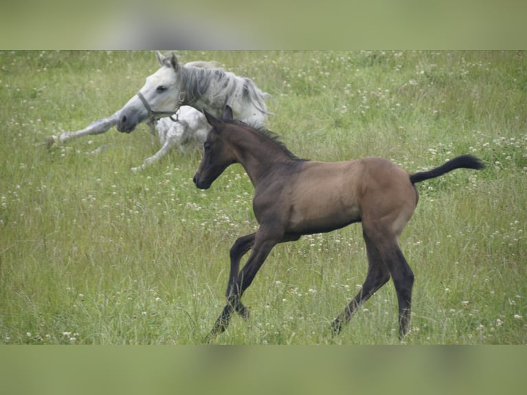 Trakehner Stallion 2 years Smoky-Black in Kempen