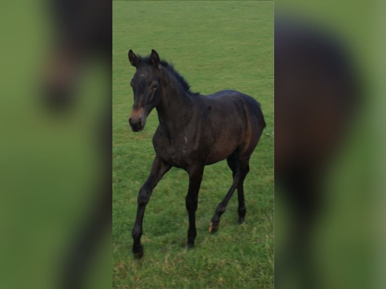 Trakehner Stallion 2 years Smoky-Black in Kempen