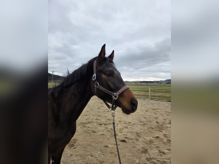 Trakehner Stallion 3 years 15.1 hh Brown in Straßwalchen