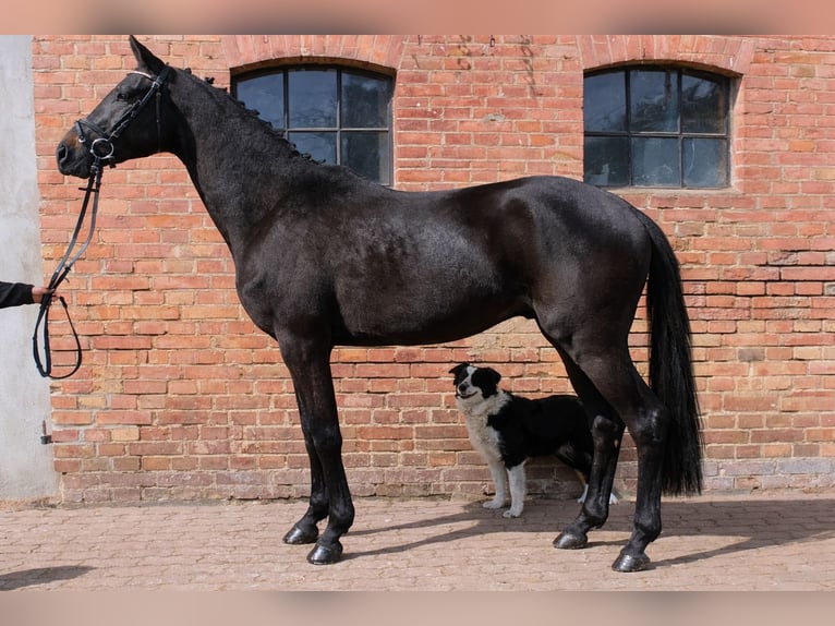 Trakehner Stallion 3 years 15,3 hh Black in Nutha