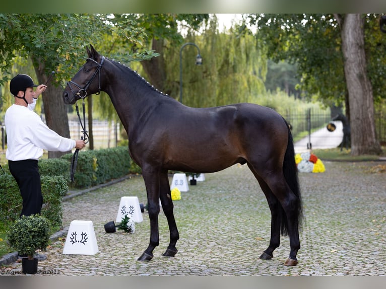 Trakehner Stallion 3 years 16,1 hh Bay-Dark in Alzenau in Unterfranken