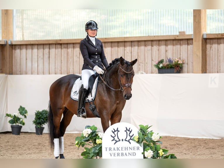 Trakehner Stallion 3 years 16,1 hh Bay-Dark in R&#xF6;ttingen