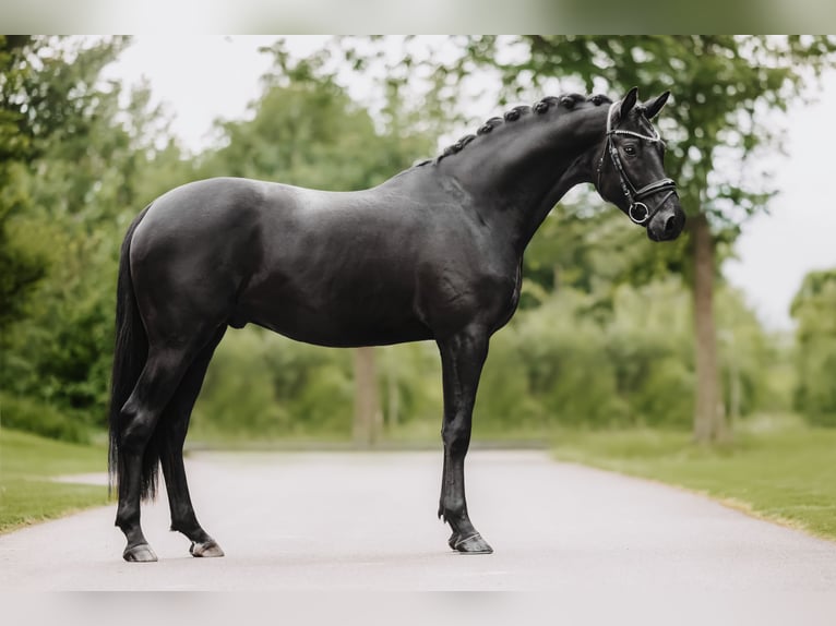 Trakehner Stallion 3 years 16,1 hh Black in Dreieich