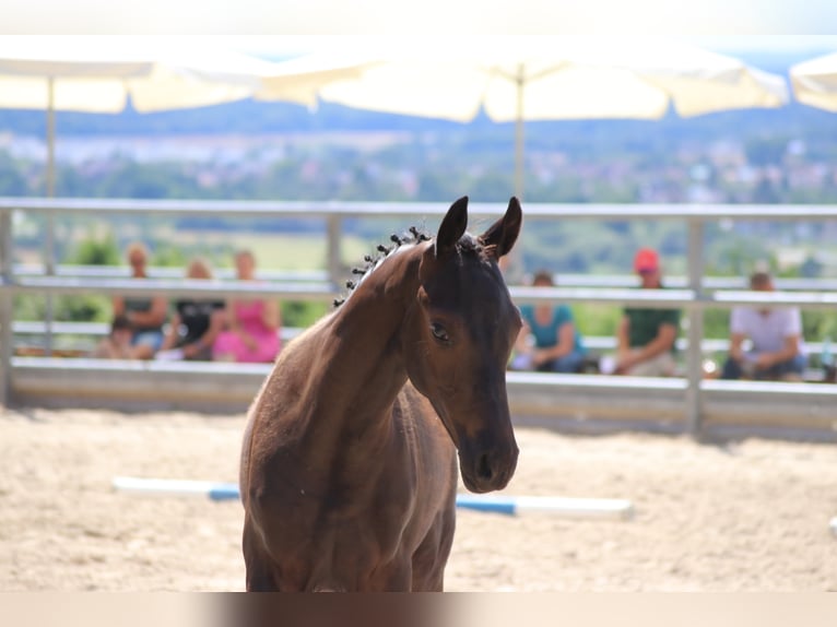 Trakehner Stallion 3 years 16,1 hh Black in Gotha