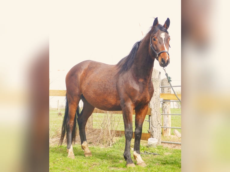 Trakehner Stallion 3 years 16,1 hh Brown in Löwenberger Land