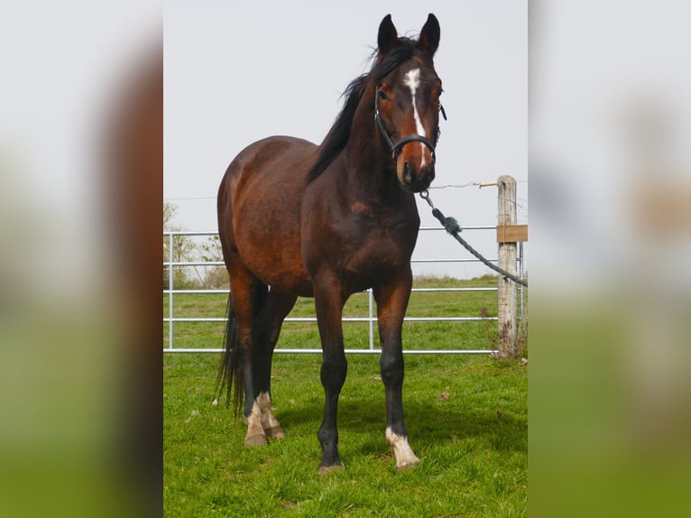 Trakehner Stallion 3 years 16,1 hh Brown in Löwenberger Land