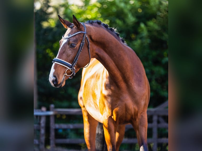 Trakehner Stallion 3 years 16,1 hh Brown in Bilthoven