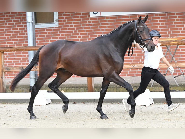 Trakehner Stallion 3 years 16.1 hh Brown in Bosau