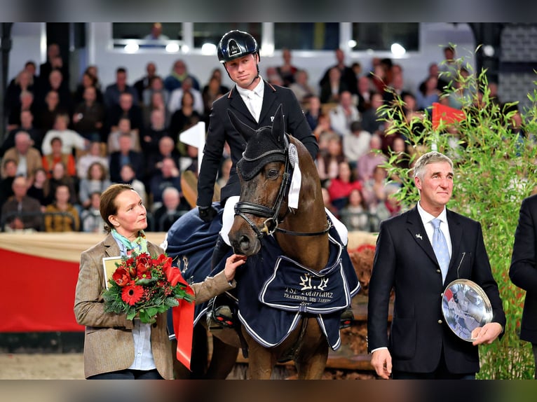 Trakehner Stallion 3 years 16.1 hh Brown in Bosau