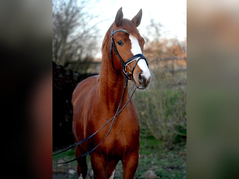 Trakehner Stallion 3 years 16,1 hh Chestnut in Isernhagen