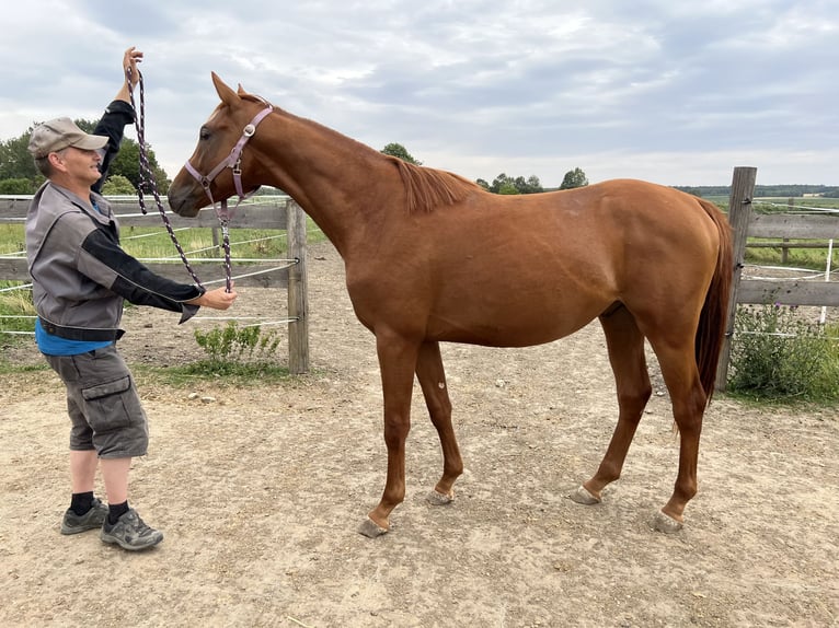 Trakehner Stallion 3 years 16,1 hh Chestnut-Red in Rohrbach