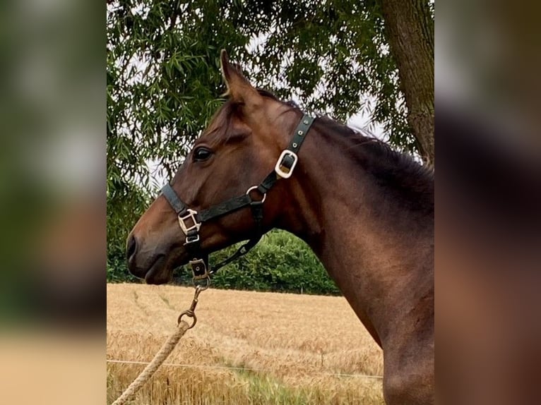 Trakehner Stallion 3 years 16,2 hh Brown in Eschwege