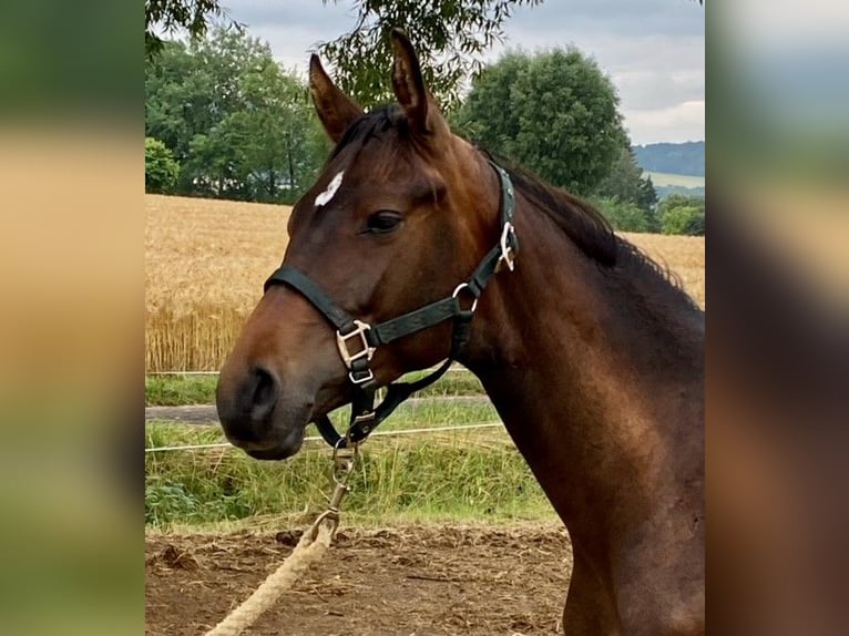 Trakehner Stallion 3 years 16,2 hh Brown in Eschwege