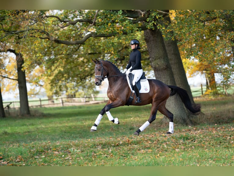 Trakehner Stallion 3 years 16,3 hh Brown in Neumünster