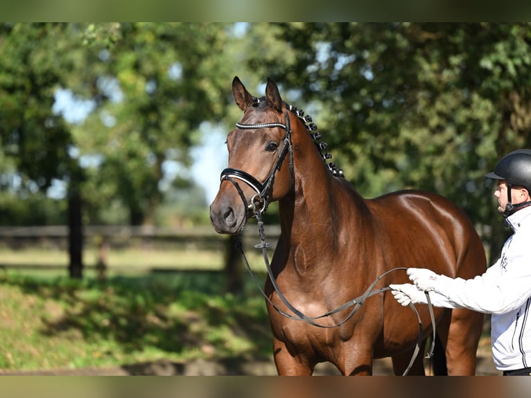 Trakehner Stallion 3 years 16,3 hh Brown in Neumünster